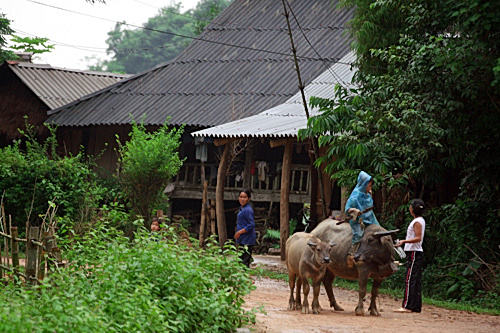 Làng nhà sàn cổ của người Mường