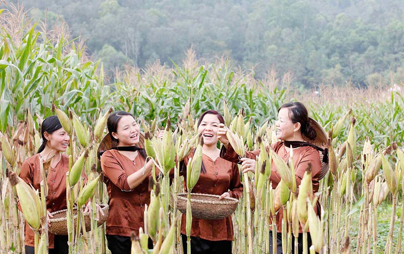 Tuổi thơ tôi với Dân ca quê nhà