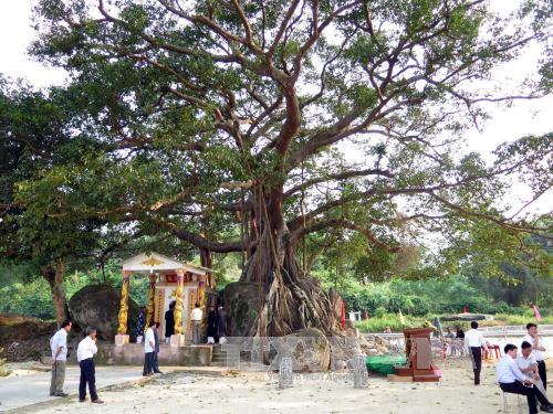 Thừa Thiên - Huế: Cây đa Đá Bạc được công nhận là Cây di sản
