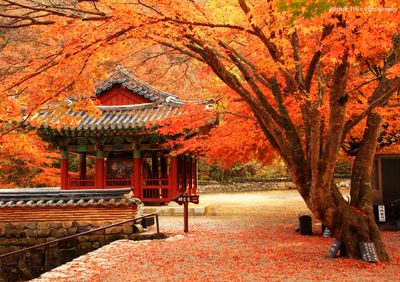 Thăm Đông Đại Tự (Todaiji) ở thành phố Nara, Nhật Bản