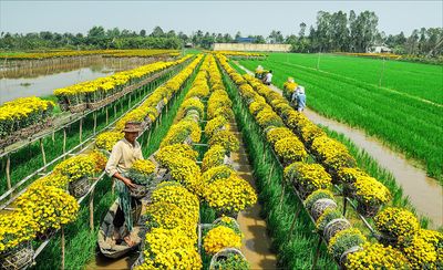 Thủ phủ hoa của miền Tây rực rỡ trước thềm xuân