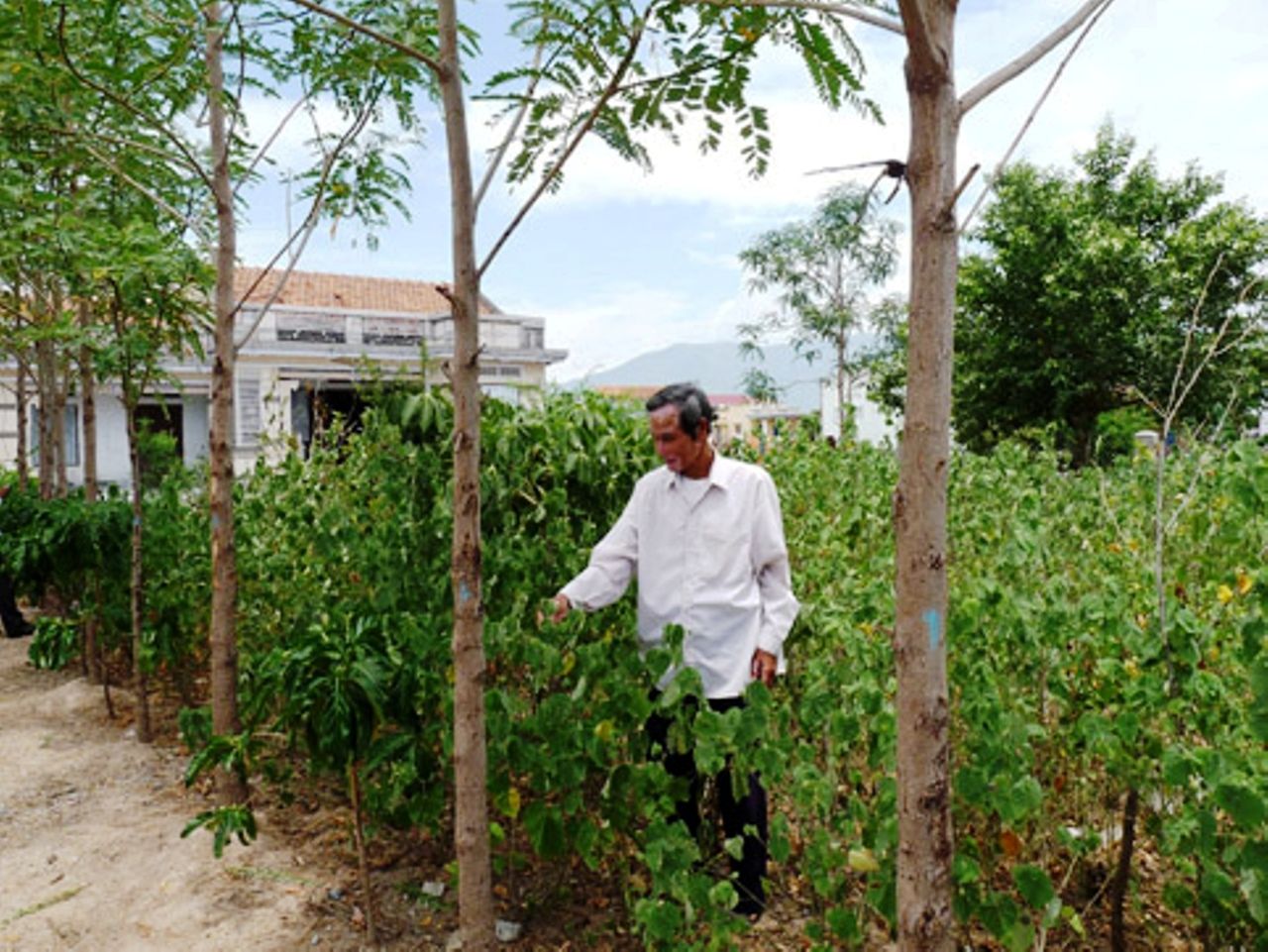 Phước Nhơn - Làng thuốc nam