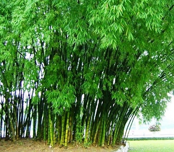 Tre Việt, di sản biểu tượng